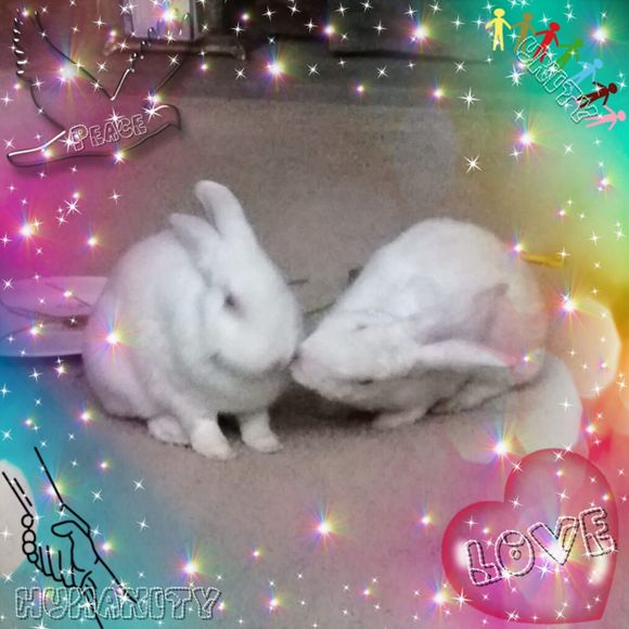 Meet your Posher, Loretta - Picture 1 of 1